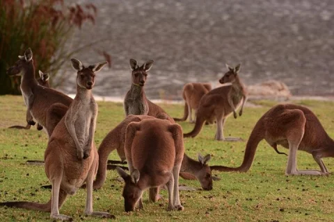 Half Day Swan Valley and Wildlife Park Tour in Perth