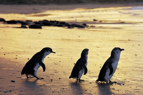 Phillip Island Penguin Parade & Wildlife Tour , Max 11 in Melbourne