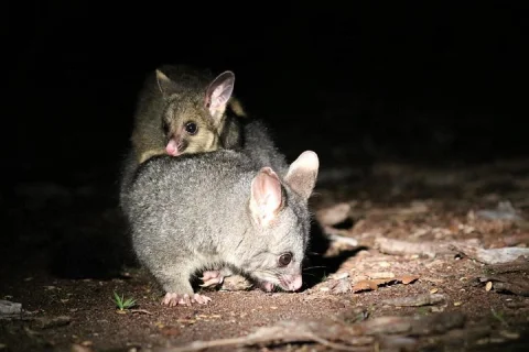 Nocturnal Wildlife Tour from Busselton in Busselton