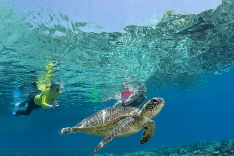 Silverswift 3 Great Barrier Reef Sites in 1 Day from Cairns in Cairns