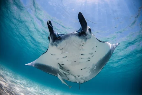 Best of Ningaloo Mantas and More in Coral Bay