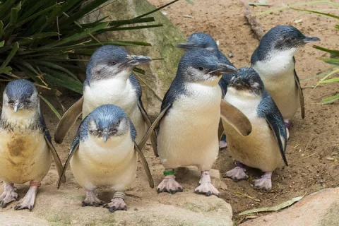 Healesville Sanctuary And Phillip Island Wildlife Bus Tour in Melbourne