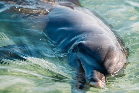 Outback Coast 4 Day Tour in Perth
