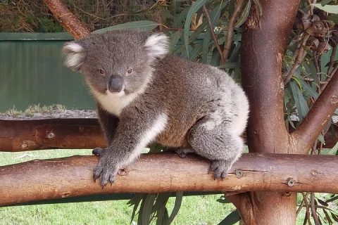 Perth Wildlife Park & City Highlights Premium Small Group Tour in Perth