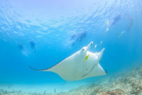 Marine Eco Safari Swim with Manta Rays in Coral Bay