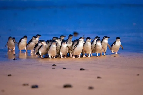 Phillip Island Wildlife Escape Penguin Parade and Koala Reserve in Melbourne