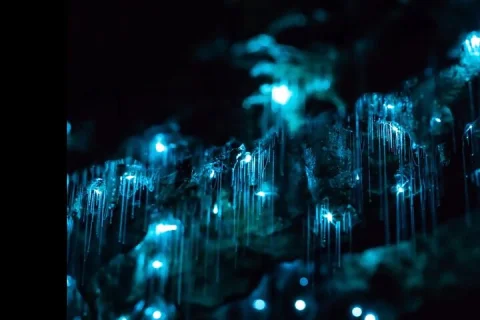Blue Mountains Hiking Glow worms Cave Wildlife Spotlighting Night Adventure in Sydney