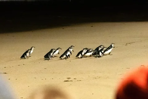Phillip Island Penguins & Wildlife Day Tour from Melbourne in Melbourne
