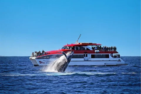 Sydney Whale Watching Cruise with Whale Sighting Guarantee in Sydney