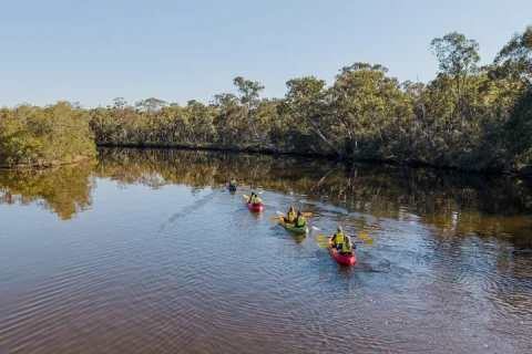 Noosa Everglade Kayak South/Noosa End Searching for Stingrays! in Sunshine Coast