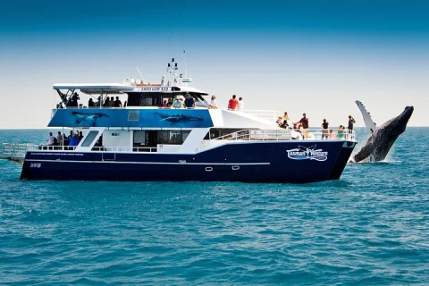 Hervey Bay Whale Watching Cruise in Hervey Bay