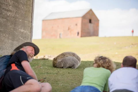 Hobart: Maria Island National Park, Nature & Wildlife active tour in Hobart