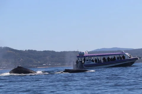Whale Watching in Coffs Harbour in Coffs Harbour