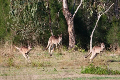 Kangaroos, mangroves and the ocean in Brisbane