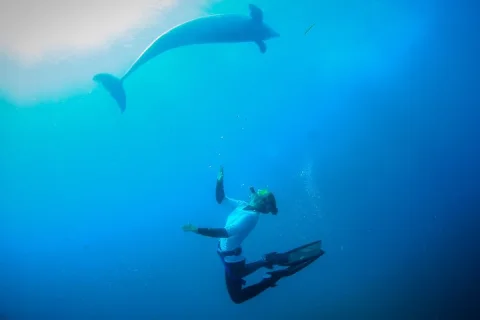 Swim with wild Dolphins and Seals Mornington Peninsula in Sorrento