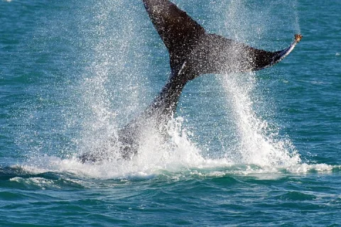 2 Hour Whale Watching Cruise from Hillarys Boat Harbour in Perth
