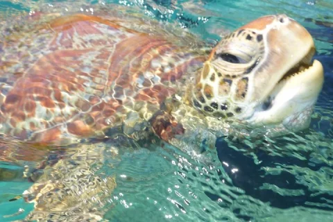 Whisper Cruises One Hour Turtle Spotting Bay Cruise in Airlie Beach & Cannonvale