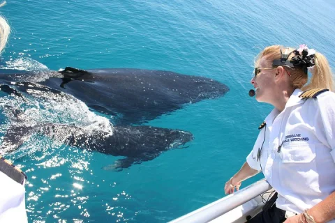 Brisbane Whale Watching Cruise from Redcliffe or Brisbane City in Brisbane