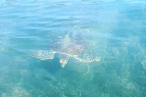 Kayak Turtle Tour from Palm Cove in Cairns