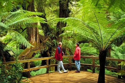 3 Day Combo: Great Ocean Road, Penguin Parade and FREE City Tour in Melbourne