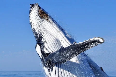 2 hour whale watching experience departing Hillarys Boat Harbour in Perth