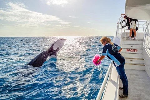 Hervey Bay Whale Watching Experience in Hervey Bay