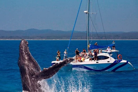Hervey Bay Exclusive Whale Watch Encounter in Hervey Bay