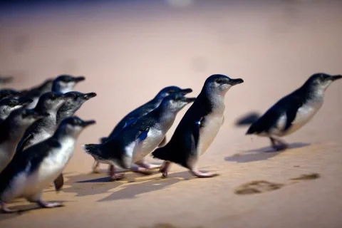 Phillip Island Penguin Parade, Wildlife and Beach Boxes Bus Tour in Melbourne