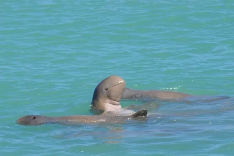 Snubfin Dolphin Eco Cruise from Broome in Broome