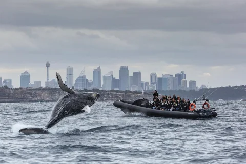 Sydney Whale Watching on EXTREME Speed Boat in Sydney
