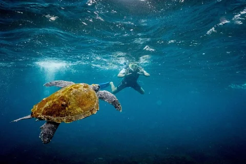 Snorkeling with Turtles , Cook Island Marine Reserve in Gold Coast