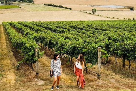 Relaxed Half Day Yarra Valley Wine Tasting Tour from Melbourne in Melbourne