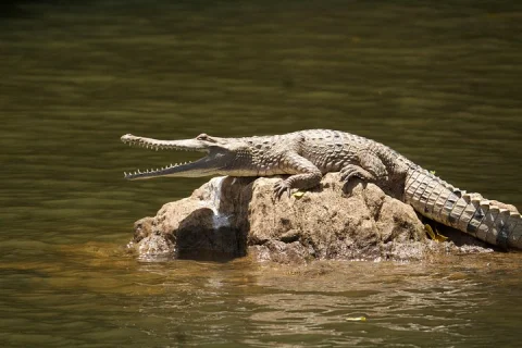 Kuranda Riverboat Sightseeing Cruise in Cairns