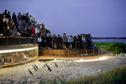 Phillip Island and French Island Wildlife Expedition in Melbourne