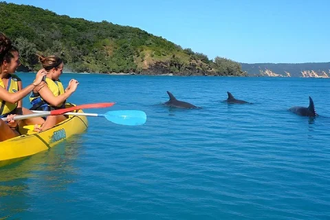 Epic Kayak With Dolphins & Wildlife 4WD Beach Adventure Noosa in Sunshine Coast