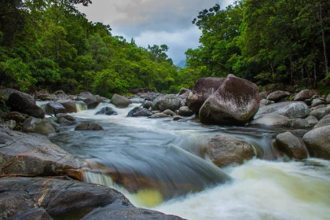 Cape Tribulation Day Tour in Cairns