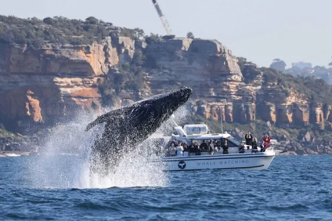 Whale Watching Boat Trip in Sydney in Sydney