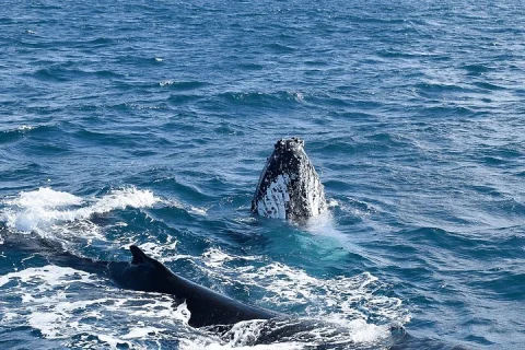 Melbourne: 6 hour Wilsons Prom Whale Watching in Melbourne