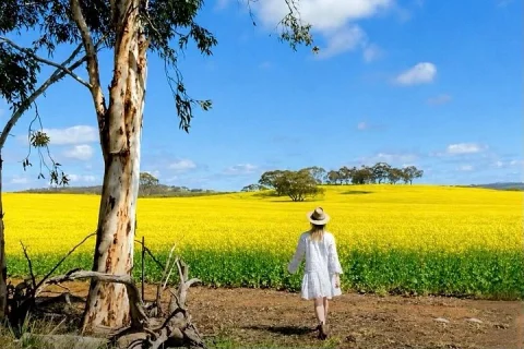 Wildflowers, Canola Fields and Historic New Norcia Day Tour in Perth