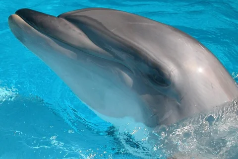 Half Day Mandurah Canals & Dolphin Watch Tour in Perth