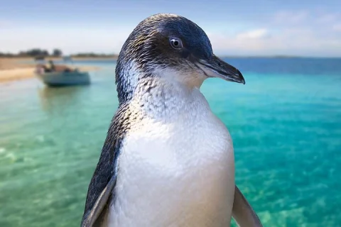 Full Day Penguin Island & Fremantle Town in Perth