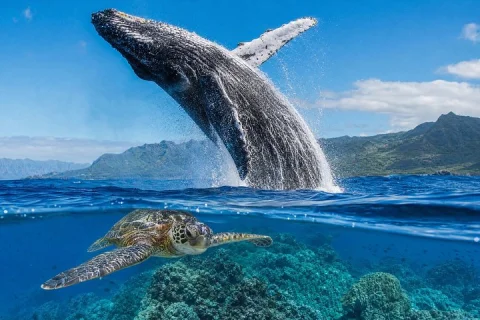 Ultimate Ocean Encounter Group Charter in Gold Coast