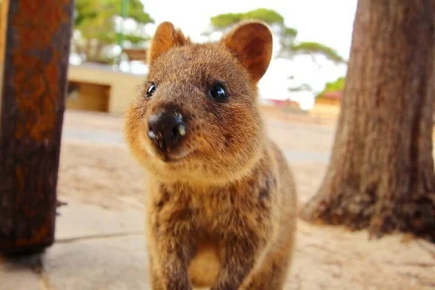 Rottnest Island Express 30 Minute Rickshaw Tour in Rottnest Island