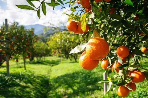 Full Day Swan Valley, Wildlife Park, Winery & Fruit Orchard in Perth