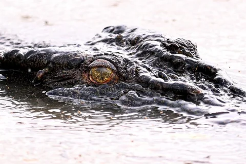 Jumping Crocodiles + Wetlands Half Day in Darwin