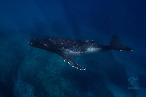 Swim with Humpback Whales Adventure in Coral Bay