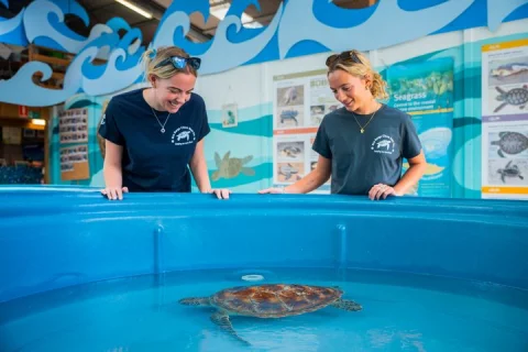 Eco HQ Experience Sea Turtle Rescue and Marine Conservation in Airlie Beach & Cannonvale