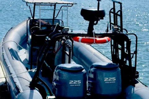 Whale Watching Tour Fast Boat in Gold Coast