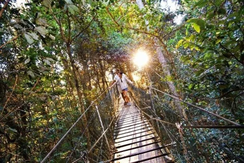 O'Reilly's Lamington and Tree Top Canopy Tour from Brisbane in Brisbane