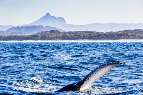 Whale Watching Gold Coast in Gold Coast